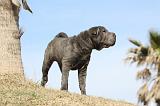 SHAR-PEI 677